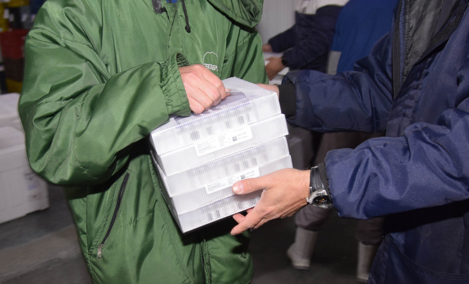 O Paraná recebeu nesta sexta-feira (20) mais 325.660 doses de vacinas contra a Covid-19. O lote enviado pelo Ministério da Saúde foi dividido em duas remessas, com 138.060 imunizantes produzidos pela Pfizer e 187.600 doses da CoronaVac. A distribuição para as 22 regionais que formam o sistema de saúde estadual começa já nesta sexta. -  Curitiba, 20/08/2021  -  Foto: Américo Antonio/SESA