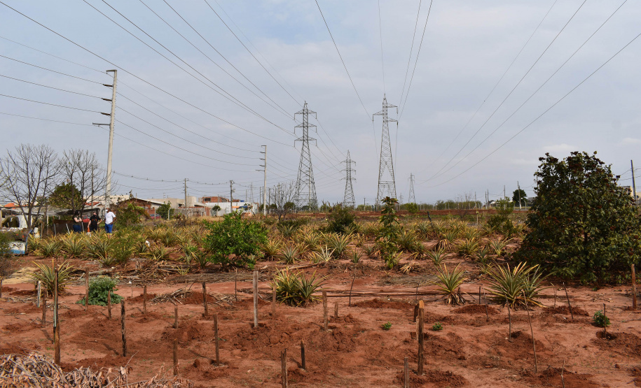 O programa Cultivar Energia oficializou a destinação de uma área sob linhas de alta tensão em Umuarama, Noroeste do Estado, para a produção de alimentos e geração de renda através do cultivo de hortas comunitárias.  -  Curitiba, 20/08/2021  -  Foto: Rakelly Calliari/Copel