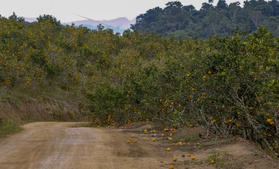 Com plantio que atravessa gerações, produção de poncã é a marca de Cerro Azul. 05/2021 - Foto: Gilson Abreu/AEN
