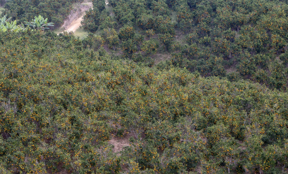 Com plantio que atravessa gerações, produção de poncã é a marca de Cerro Azul. 05/2021 - Foto: Gilson Abreu/AEN