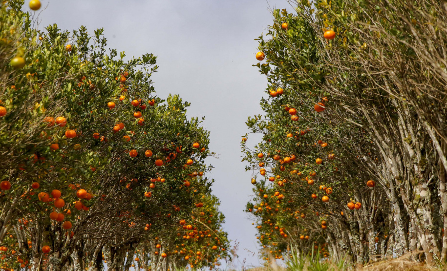 Com plantio que atravessa gerações, produção de poncã é a marca de Cerro Azul. 05/2021 - Foto: Gilson Abreu/AEN