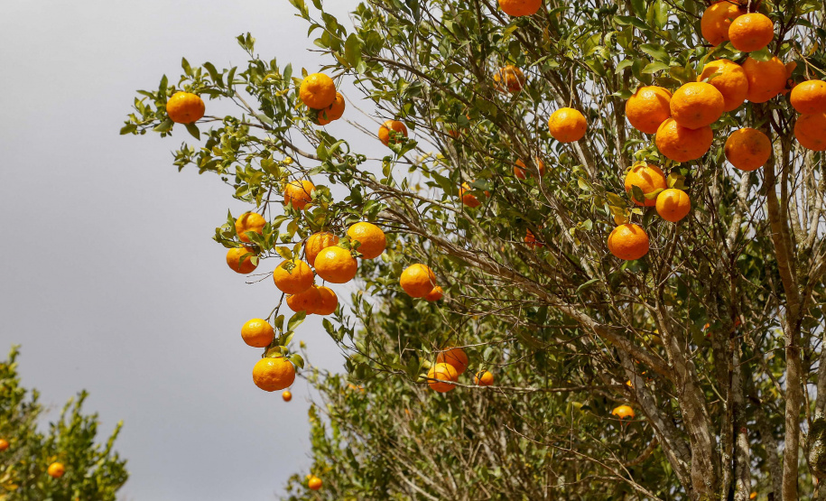 Com plantio que atravessa gerações, produção de poncã é a marca de Cerro Azul. 05/2021 - Foto: Gilson Abreu/AEN