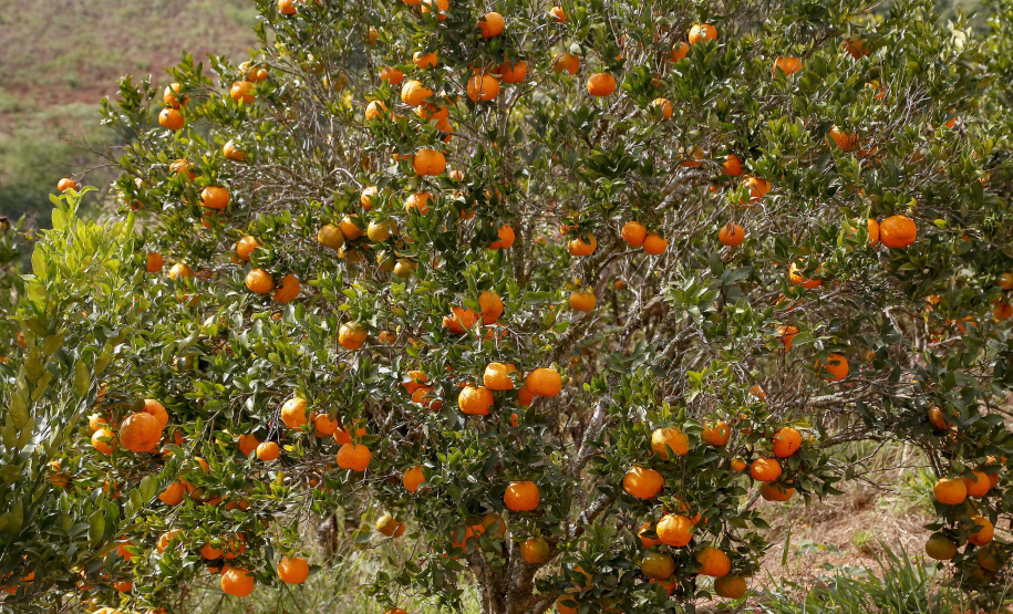24/05/2021 - Plantação de ponkan em Cerro Azul-Pr
Foto Gilson Abreu/AEN