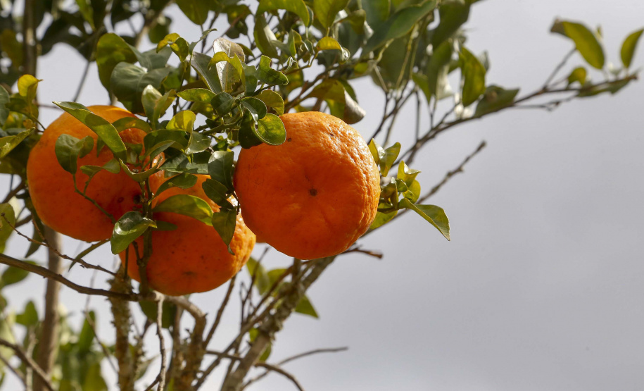 Com plantio que atravessa gerações, produção de poncã é a marca de Cerro Azul. 05/2021 - Foto: Gilson Abreu/AEN