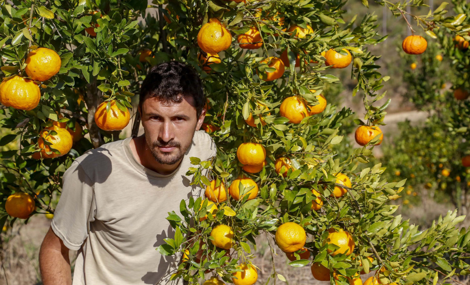 Com plantio que atravessa gerações, produção de poncã é a marca de Cerro Azul. 05/2021 - Foto: Gilson Abreu/AEN