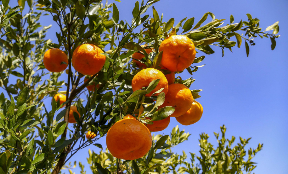 Com plantio que atravessa gerações, produção de poncã é a marca de Cerro Azul. 05/2021 - Foto: Gilson Abreu/AEN
