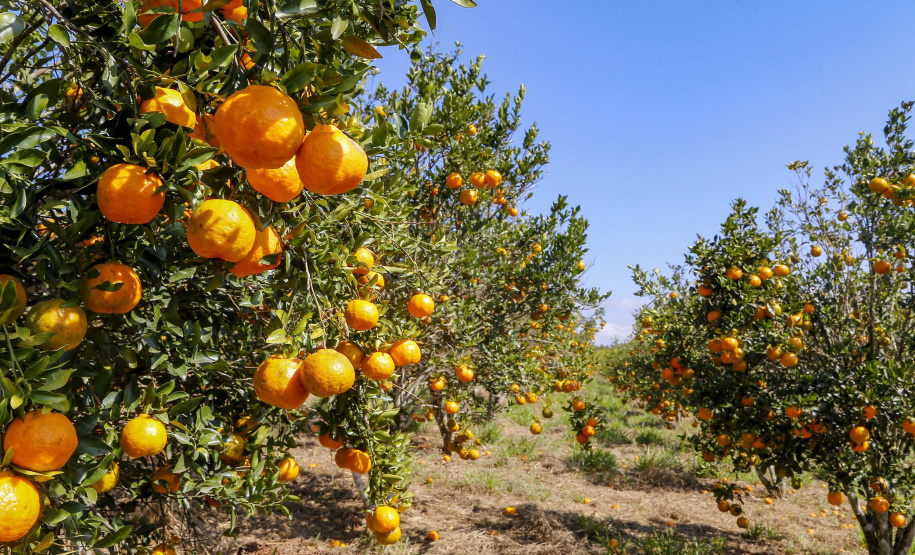 Com plantio que atravessa gerações, produção de poncã é a marca de Cerro Azul. 05/2021 - Foto: Gilson Abreu/AEN