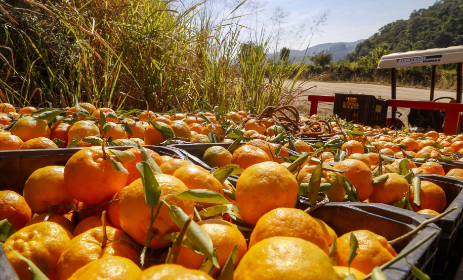 Com plantio que atravessa gerações, produção de poncã é a marca de Cerro Azul. 05/2021 - Foto: Gilson Abreu/AEN