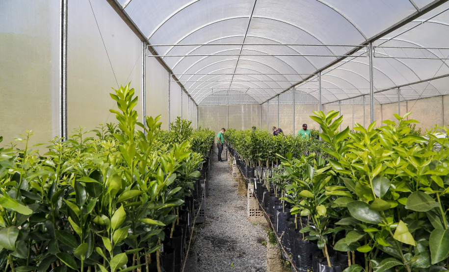 Com plantio que atravessa gerações, produção de poncã é a marca de Cerro Azul. 05/2021 - Foto: Gilson Abreu/AEN