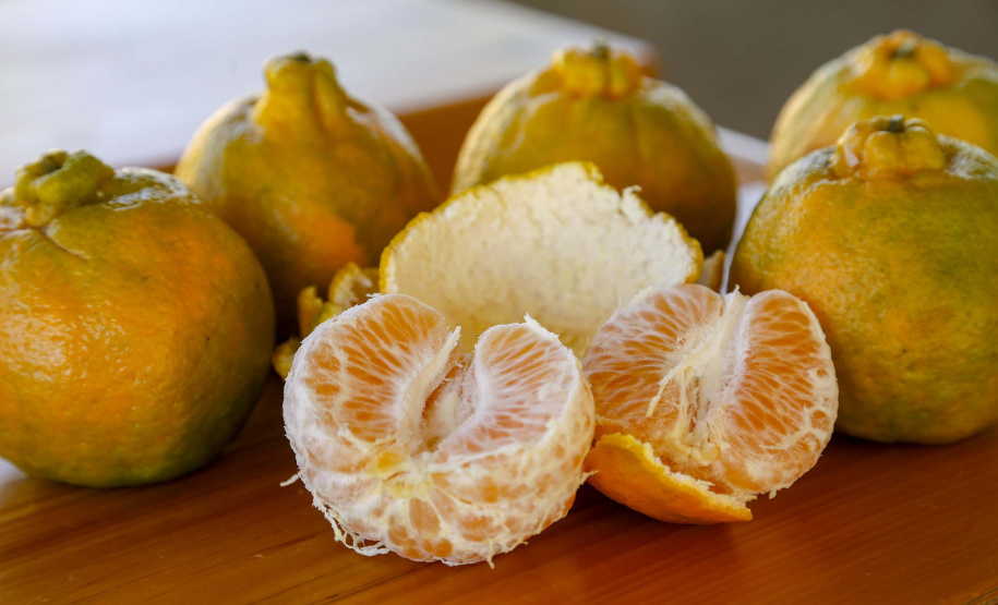 Com plantio que atravessa gerações, produção de poncã é a marca de Cerro Azul. 05/2021 - Foto: Gilson Abreu/AEN