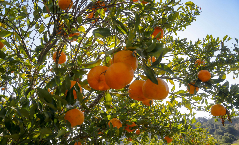 Com plantio que atravessa gerações, produção de poncã é a marca de Cerro Azul. 05/2021 - Foto: Gilson Abreu/AEN
