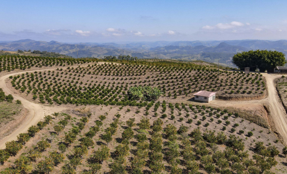 Com plantio que atravessa gerações, produção de poncã é a marca de Cerro Azul. 05/2021 - Foto: Gilson Abreu/AEN
