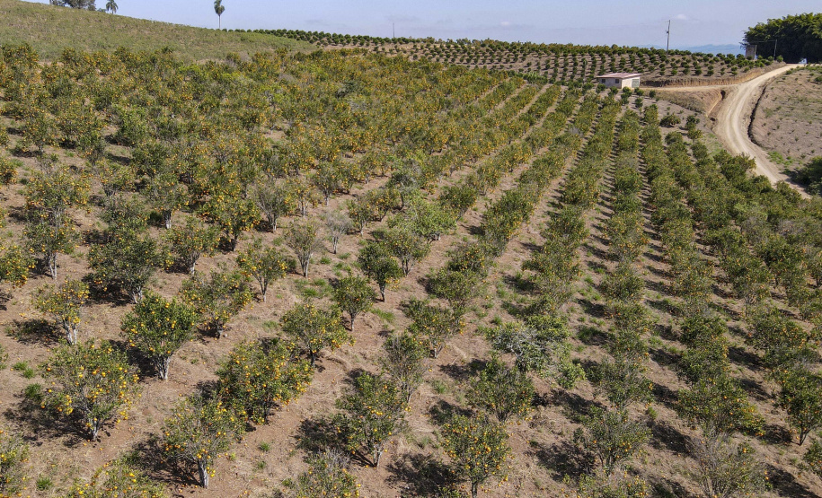 Com plantio que atravessa gerações, produção de poncã é a marca de Cerro Azul. 05/2021 - Foto: Gilson Abreu/AEN