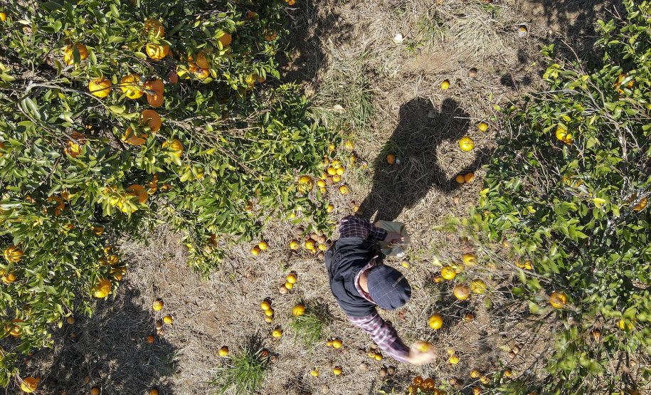 Com plantio que atravessa gerações, produção de poncã é a marca de Cerro Azul. 05/2021 - Foto: Gilson Abreu/AEN