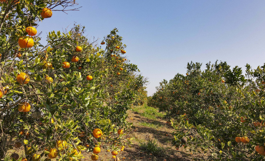 Com plantio que atravessa gerações, produção de poncã é a marca de Cerro Azul. 05/2021 - Foto: Gilson Abreu/AEN