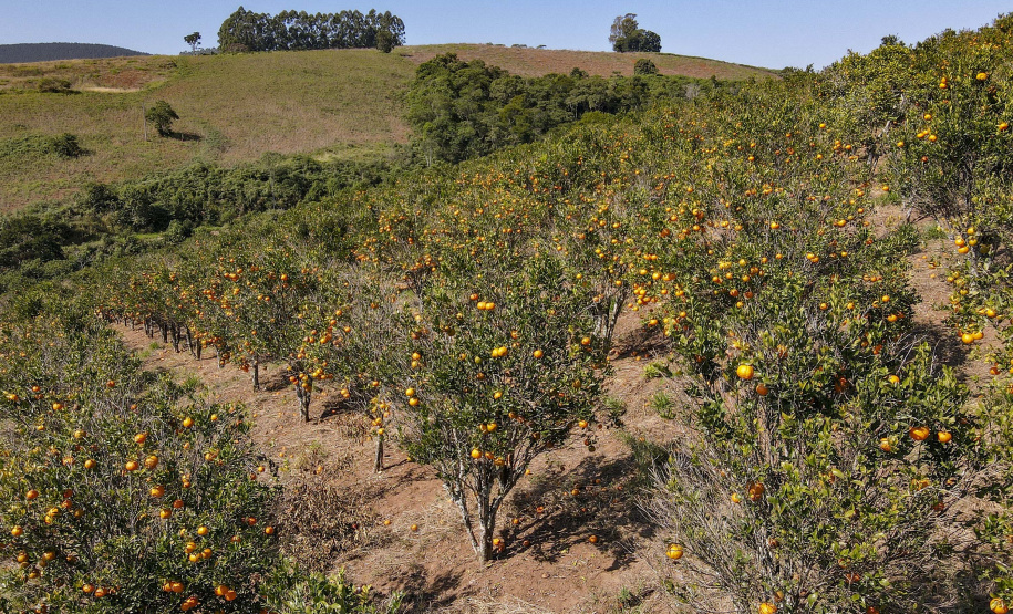Com plantio que atravessa gerações, produção de poncã é a marca de Cerro Azul. 05/2021 - Foto: Gilson Abreu/AEN