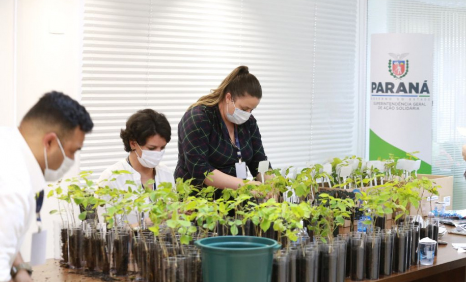 A distribuição de mudas nativas por meio da Campanha Floresce Paraná, nesta sexta-feira (27), acontecerá em 21 pontos do Estado, além de Curitiba. A ação, realizada no Dia Nacional do Voluntariado, tem o objetivo de promover a educação ambiental e despertar o interesse do cidadão de ser um voluntário plantando uma árvore nativa.