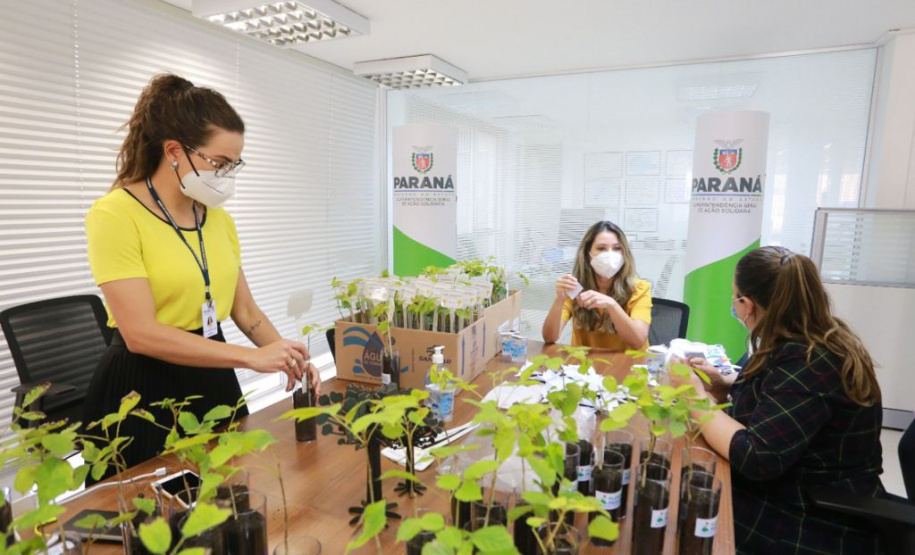 A distribuição de mudas nativas por meio da Campanha Floresce Paraná, nesta sexta-feira (27), acontecerá em 21 pontos do Estado, além de Curitiba.
“O Floresce Paraná vem simbolizar o florescer do nosso Estado, na economia, saúde, no meio ambiente e em todas as áreas”, disse Luciana Saito Massa, primeira-dama do Paraná e presidente do Conselho de Ação Solidária.  Foto: Valdelino Pontes