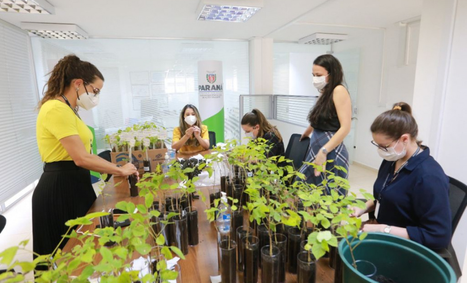 A distribuição de mudas nativas por meio da Campanha Floresce Paraná, nesta sexta-feira (27), acontecerá em 21 pontos do Estado, além de Curitiba.
“O Floresce Paraná vem simbolizar o florescer do nosso Estado, na economia, saúde, no meio ambiente e em todas as áreas”, disse Luciana Saito Massa, primeira-dama do Paraná e presidente do Conselho de Ação Solidária.  Foto: Valdelino Pontes