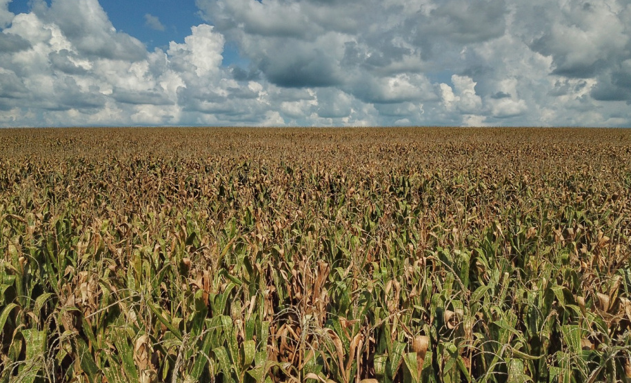 Deral prevê produção de 5,9 milhões de toneladas de milho na segunda safra 2020/21 - Foto: Gilson Abreu/AEN