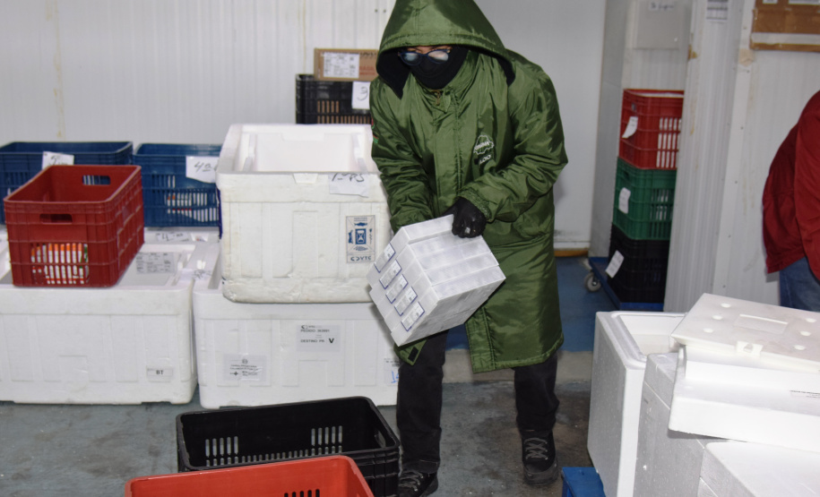 Chegada de vacinas. Foto: Américo Antonio/SESA