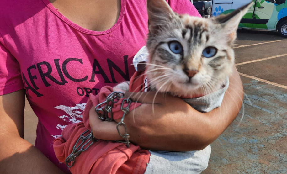 Programa CastraPet esteriliza gratuitamente animais em Guarapuava até a próxima terça-feira. Foto:SEDEST