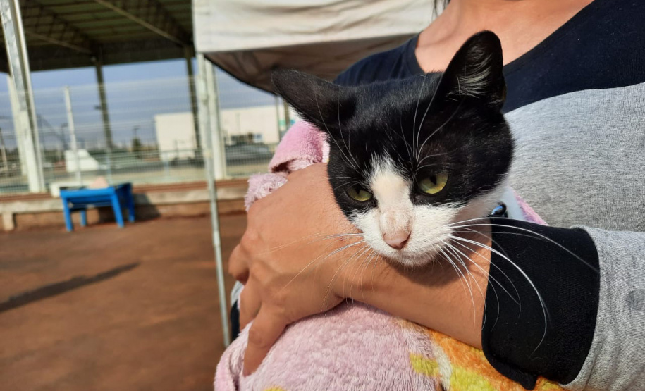 Programa CastraPet esteriliza gratuitamente animais em Guarapuava até a próxima terça-feira. Foto:SEDEST