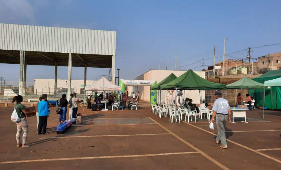 Programa CastraPet esteriliza gratuitamente animais em Guarapuava até a próxima terça-feira. Foto:SEDEST