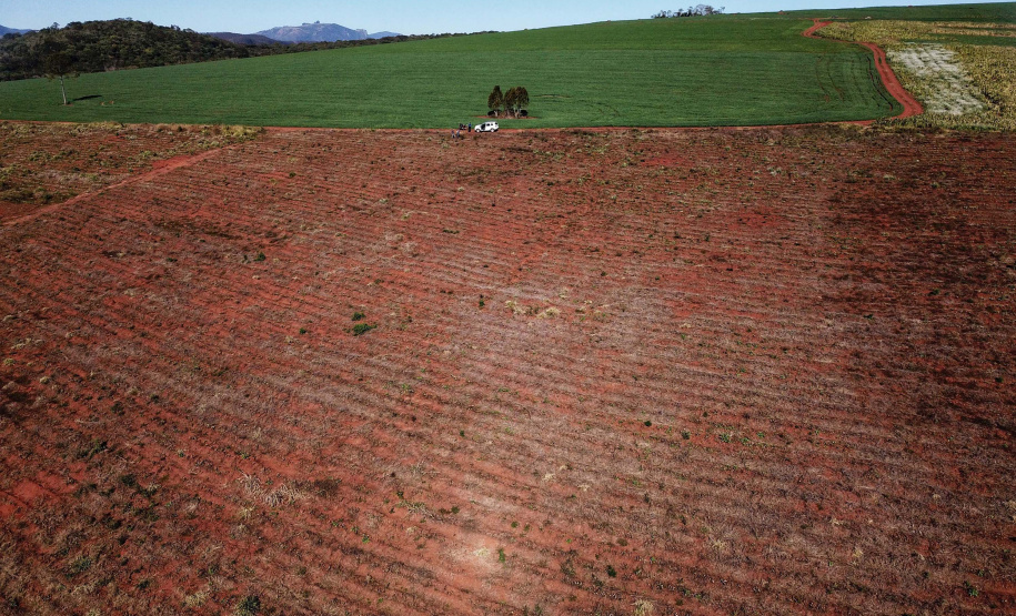 Gengibre e inhame impulsionam a agricultura familiar em Tamarana, na Região Norte. Foto: José Fernando Ogura/AEN