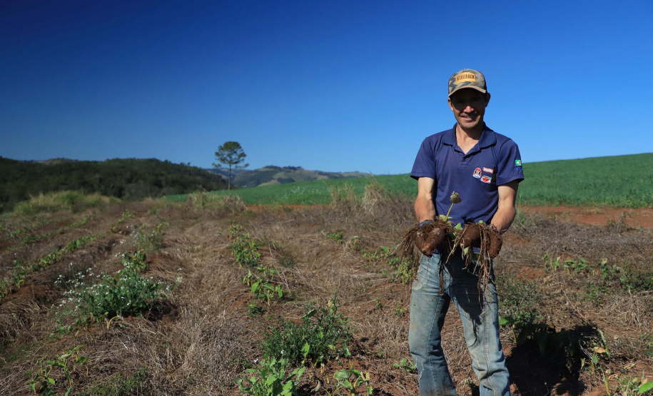 Gengibre e inhame impulsionam a agricultura familiar em Tamarana, na Região Norte.Na foto. o André Gouveia da Fonseca. Foto: José Fernando Ogura/AEN