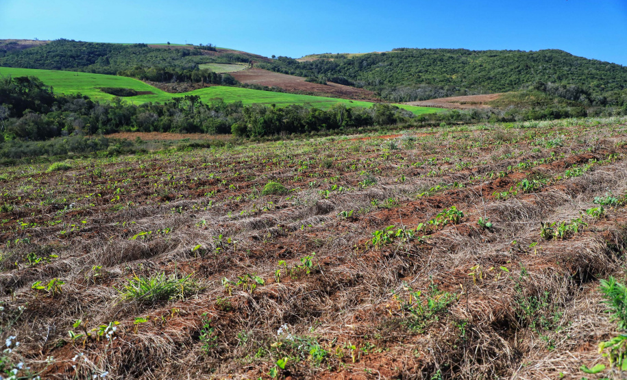 Gengibre e inhame impulsionam a agricultura familiar em Tamarana, na Região Norte. Foto: José Fernando Ogura/AEN