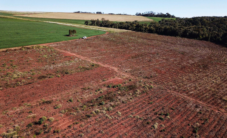 Gengibre e inhame impulsionam a agricultura familiar em Tamarana, na Região Norte. Foto: José Fernando Ogura/AEN