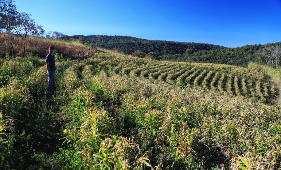Gengibre e inhame impulsionam a agricultura familiar em Tamarana, na Região Norte. Foto: José Fernando Ogura/AEN