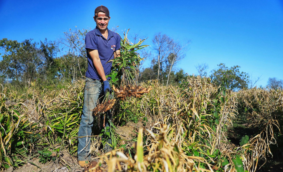 Gengibre e inhame impulsionam a agricultura familiar em Tamarana, na Região Norte.Na foto. o André Gouveia da Fonseca. Foto: José Fernando Ogura/AEN
