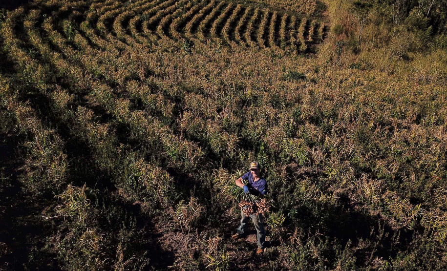 Gengibre e inhame impulsionam a agricultura familiar em Tamarana, na Região Norte. Foto: José Fernando Ogura/AEN