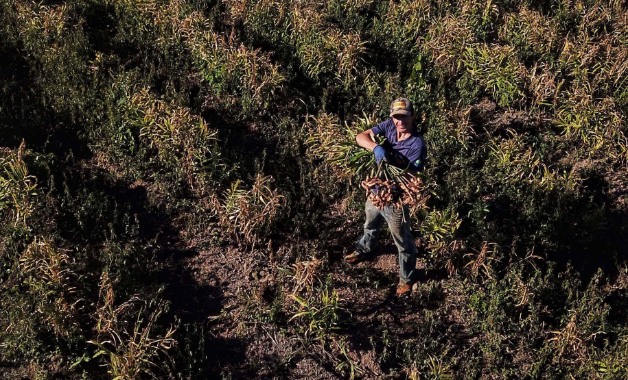 Gengibre e inhame impulsionam a agricultura familiar em Tamarana, na Região Norte. Na foto. o André Gouveia da Fonseca.Foto: José Fernando Ogura/AEN
