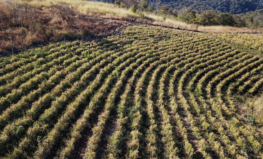 Gengibre e inhame impulsionam a agricultura familiar em Tamarana, na Região Norte. Foto: José Fernando Ogura/AEN