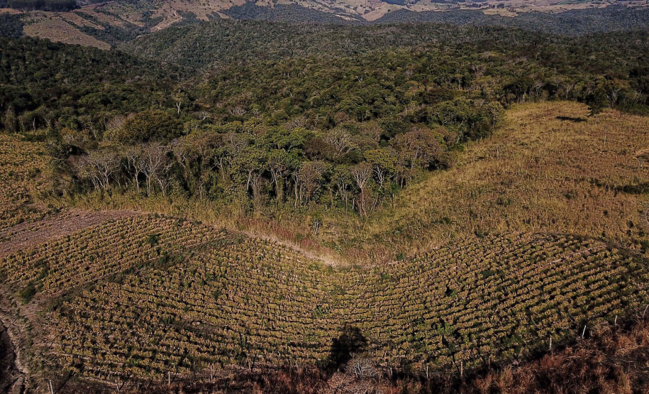 Gengibre e inhame impulsionam a agricultura familiar em Tamarana, na Região Norte. Foto: José Fernando Ogura/AEN