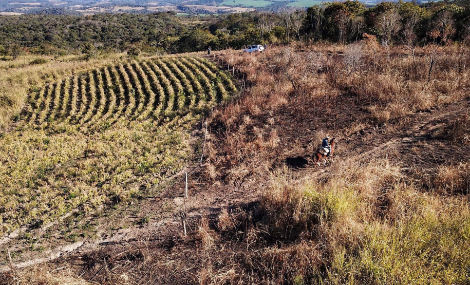 Gengibre e inhame impulsionam a agricultura familiar em Tamarana, na Região Norte. Foto: José Fernando Ogura/AEN