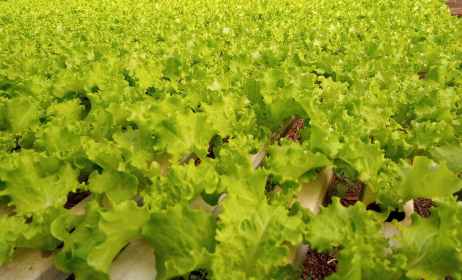 Compra Direta contribui para alimentação saudável e geração de renda no campo em Paranavaí  -  Curitiba, 31/08/2021  -  Foto: SEAB Paranavaí