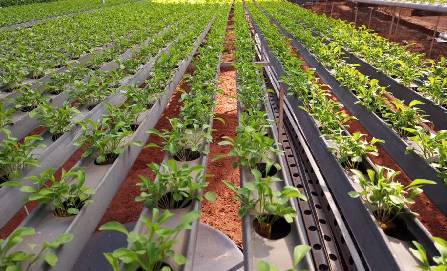 Compra Direta contribui para alimentação saudável e geração de renda no campo em Paranavaí  -  Curitiba, 31/08/2021  -  Foto: SEAB Paranavaí
