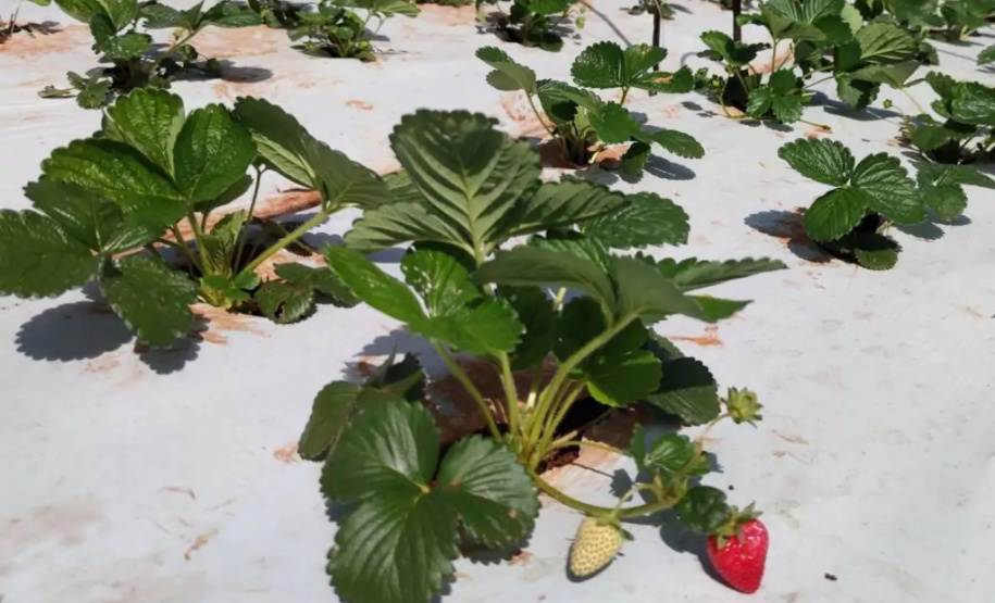 Aberta seleção de bolsistas para pesquisas sobre cultivares de morangueiro  -  Foto: UEL