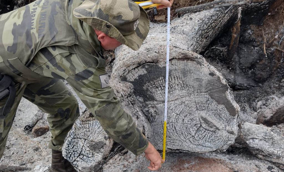 Estado aplica R$ 1 milhão em multas e apreende madeira nativa em ação contra o desmatamento  -  Curitiba, 31/08/2021  -  Foto: PMPR
