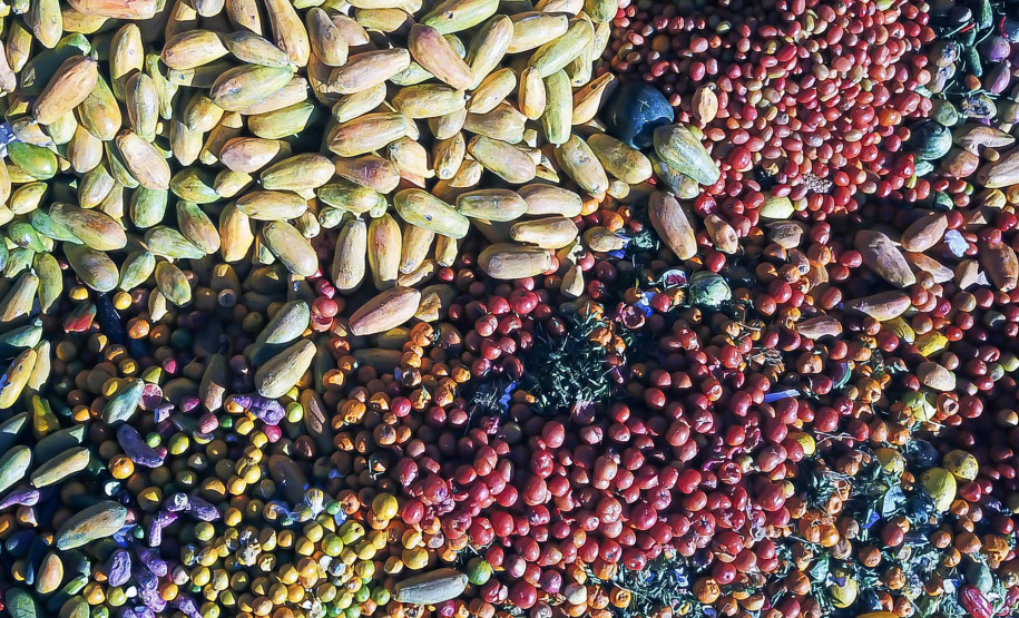 Paraná inicia parceria com Suécia para enfrentamento no desperdício de alimentos
.  -  Foto: Alessandro Vieira/AEN