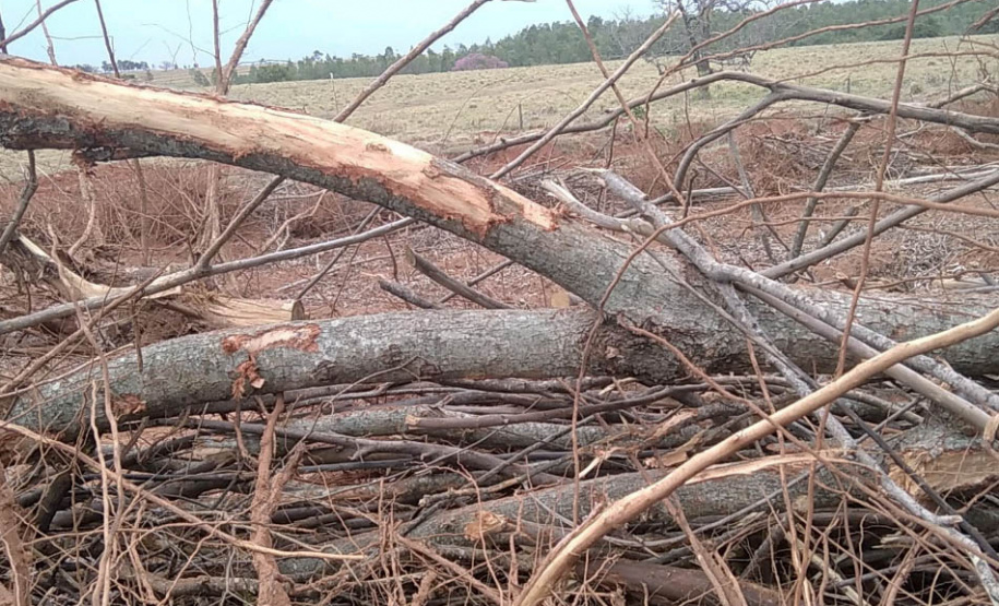 Em força-tarefa nesta quarta-feira (01), o Escritório Regional de Umuarama do Instituto Água e Terra (IAT), fiscalizou denúncias de desmatamento ilegal no município de Cruzeiro do Oeste, no Noroeste do Estado.- Curitiba, 01/08/2021 - Foto: IAT