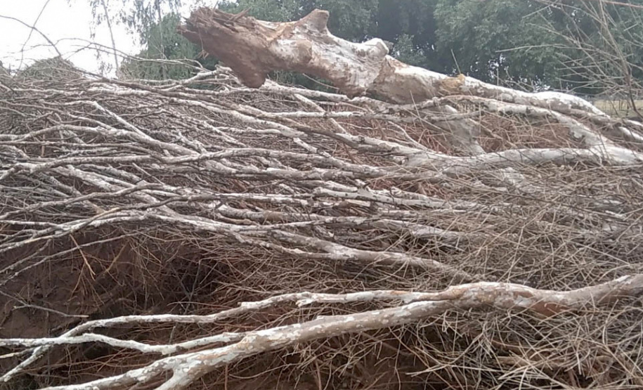 Em força-tarefa nesta quarta-feira (01), o Escritório Regional de Umuarama do Instituto Água e Terra (IAT), fiscalizou denúncias de desmatamento ilegal no município de Cruzeiro do Oeste, no Noroeste do Estado.- Curitiba, 01/08/2021 - Foto: IAT