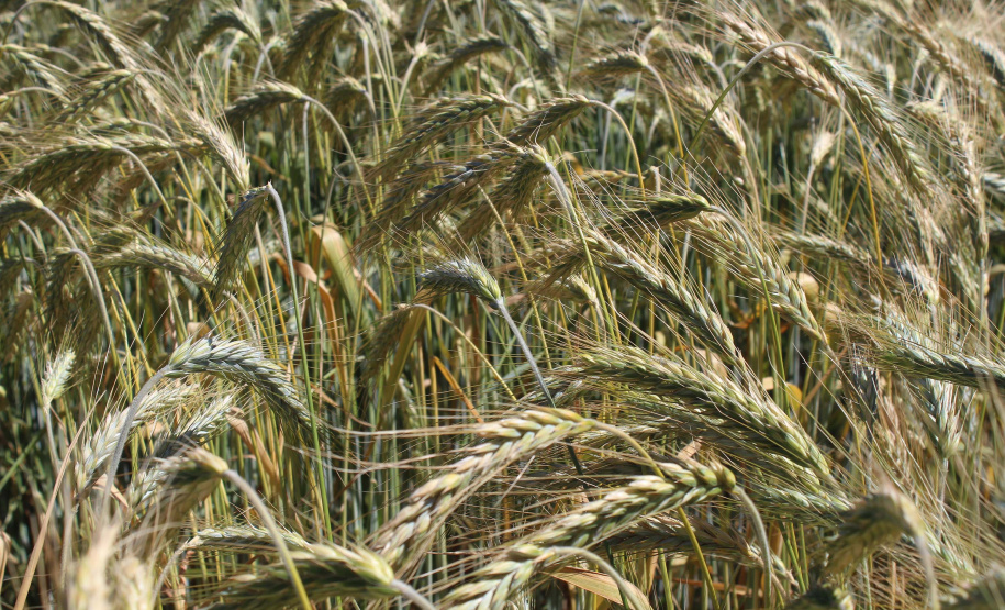 O o secretário estadual da Agricultura e do Abastecimento, Norberto Ortigara, participa da abertura do 2º Show Rural Coopavel de Inverno, em Cascavel. Foto:SEAB