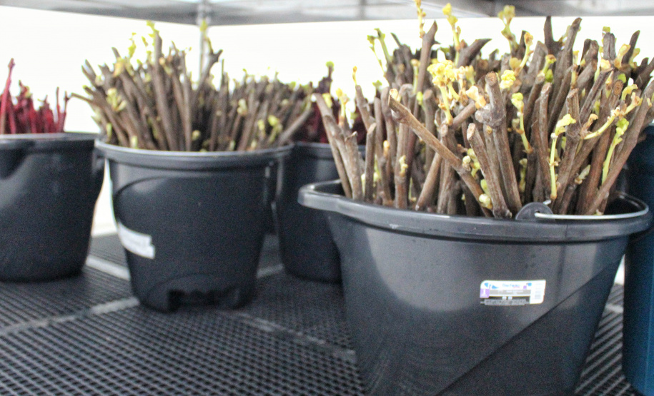 Nesta quinta-feira (02) foram inauguradas as instalações de um viveiro para material propagativo de videira na unidade do Instituto de Desenvolvimento Rural do Paraná (IDR-Paraná) em Santa Tereza do Oeste, no Oeste do Estado. A iniciativa faz parte do Programa de Revitalização da Vitinicultura Paranaense (Revitis). - Santa Terza do Oeste, 02/09/2021  -  Foto: Gisele barão/IDR-Paraná