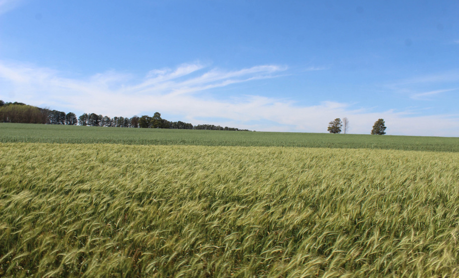 Nesta quinta-feira (02) foram inauguradas as instalações de um viveiro para material propagativo de videira na unidade do Instituto de Desenvolvimento Rural do Paraná (IDR-Paraná) em Santa Tereza do Oeste, no Oeste do Estado. A iniciativa faz parte do Programa de Revitalização da Vitinicultura Paranaense (Revitis). - Santa Terza do Oeste, 02/09/2021  -  Foto: Gisele barão/IDR-Paraná