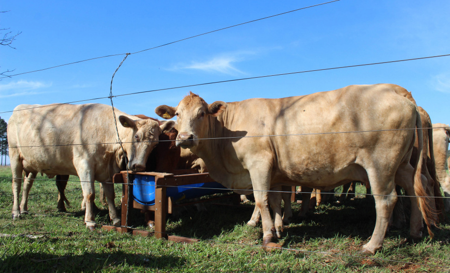 Nesta quinta-feira (02) foram inauguradas as instalações de um viveiro para material propagativo de videira na unidade do Instituto de Desenvolvimento Rural do Paraná (IDR-Paraná) em Santa Tereza do Oeste, no Oeste do Estado. A iniciativa faz parte do Programa de Revitalização da Vitinicultura Paranaense (Revitis). - Santa Terza do Oeste, 02/09/2021  -  Foto: Gisele barão/IDR-Paraná